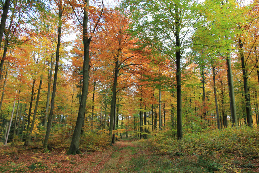 Herbstlicher Wald©ostbelgien.eu