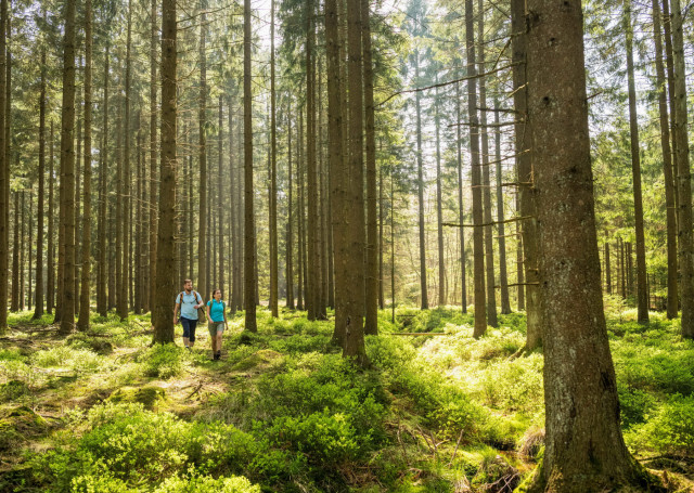 Eupen Wandern Hertogenwald 18(c)www.ostbelgien.eu Dominik Ketz