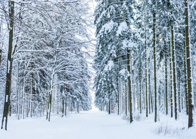 Bei einer Winterwanderung konnte man wie in eine Zauberwelt eintauchen.  ©ostbelgien.eu/Dominik Ketz