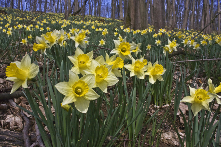 Im März und April zogen die Narzissenwiesen viele Menschen nach Ostbelgien. ©Robert Schmetz