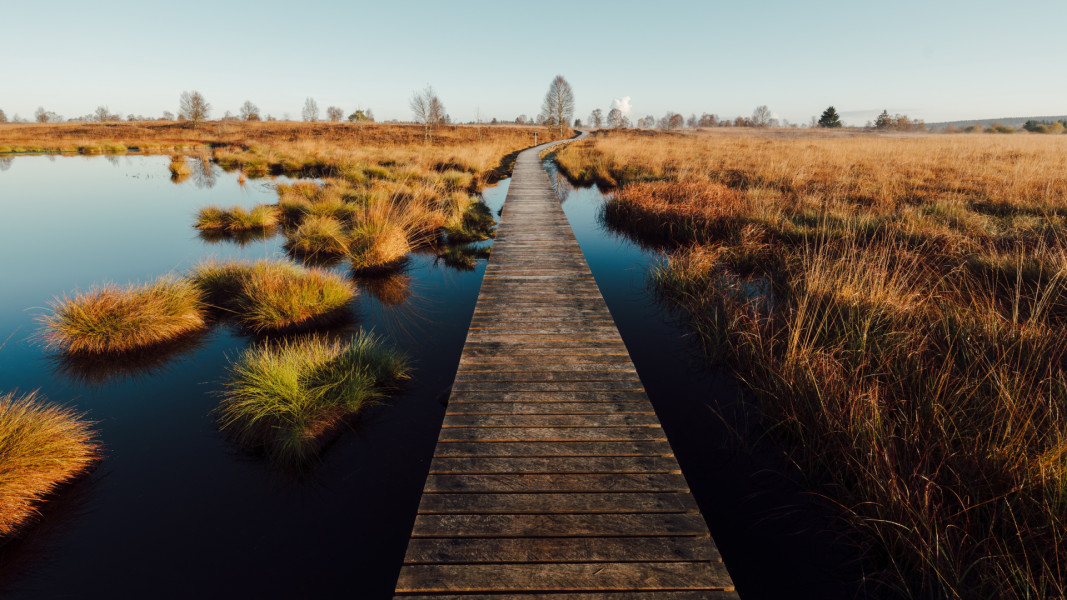Hohes Venn Brackvenn 05©Chris Eyre-Walker