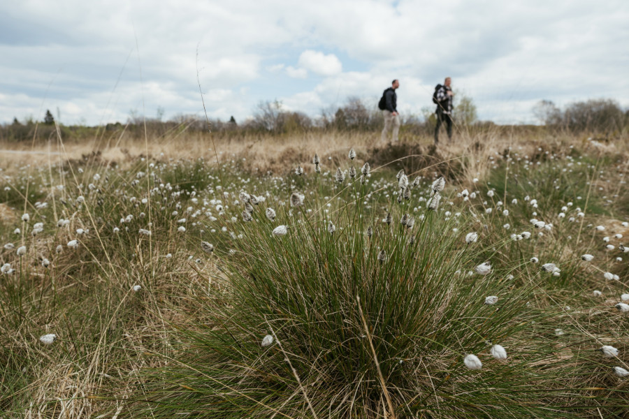 Hohes Venn Brackvenn Wandern 05 Wollgras©Chris Eyre-Walker