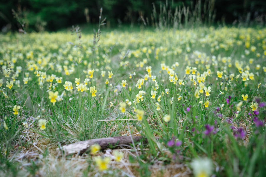 Kelmis Galmeibluete 01(c)Oliver Raatz Interreg EFRE